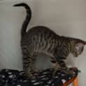 Photo of Tarzan