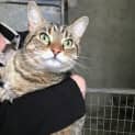 Photo of Felix