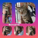 Photo of Bridgette