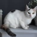 Photo of Roxy