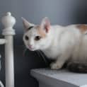 Photo of Roxy