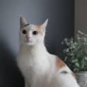 Photo of Roxy