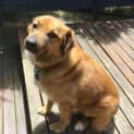 Photo of George ~ 7yr Old Bc X Ridgeback(on Trial 14/11/21)