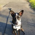 Photo of Peanut ~ 7mo Kelpie X Bc (On Trial 7/11/21)