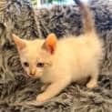 Photo of Cappuccino