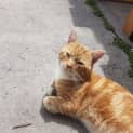Photo of Nibs