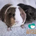 Photo of Meg And Bramble
