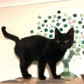 Photo of Olive