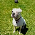 Photo of Parko ~ 5yr Old Boxer(on Trial 20/11/21)