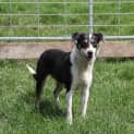 Photo of Cookie