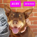 Photo of Ruby