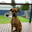 Photo of Brandy ~ 2yr Old Ridgeback X (17/11/21)