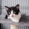 Photo of Pickle~7 Week Old Kitten (On Trial 16/11/2021)