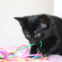 Photo of Kit Kat