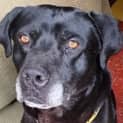 Photo of George ~ 6yr Old Labrador X