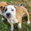 Photo of Pickles ~ Mixed Breed Puppy(on Trial 21/11/21)