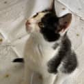 Photo of Pip Squeak