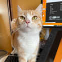 Photo of Peach