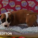 Photo of Cotton