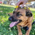 Photo of Luna