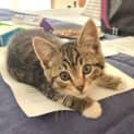 Photo of Basil