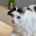 Photo of Miffy