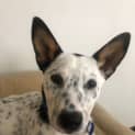 Photo of Lawson ~ 5mo Cattle Dog(on Trial 20/12/21)