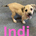 Photo of Indi