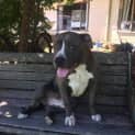 Photo of Dipper