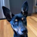 Photo of Bandit