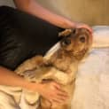 Photo of Simba