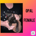 Photo of Opal