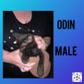 Photo of Odin