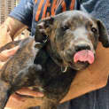 Photo of Chester