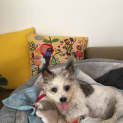 Photo of Shubert 