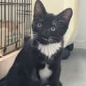 Photo of Socks