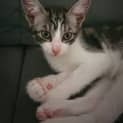 Photo of Jinx
