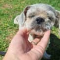 Photo of Poppie Dl2758