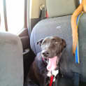 Photo of Tyson