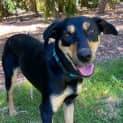 Photo of Bindi