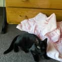 Photo of Jinx