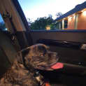 Photo of Pugz
