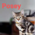 Photo of Posey