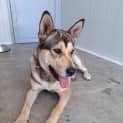 Photo of Luna