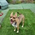 Photo of Honey