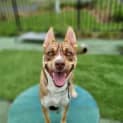 Photo of Honey