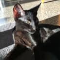 Photo of Onyx