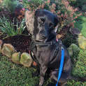 Photo of Kenji ~ 5yr Old Lab X Mastiff(rev Apps 20/1/22)