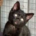 Photo of Eclipse