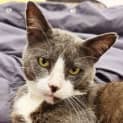 Photo of Frenchie 